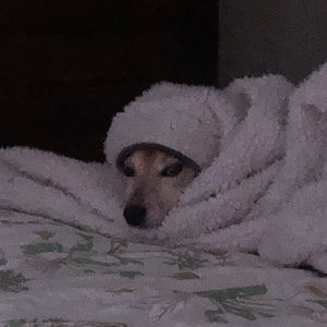 Meet your Posher, Sophia